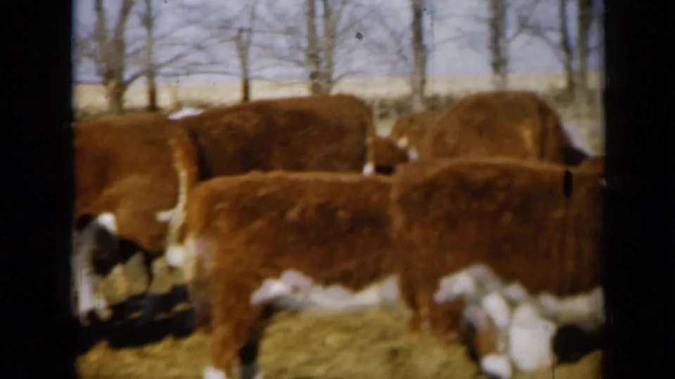 Hereford cattle feed closely together in a Missouri farmyard, with bare trees and open ground in the background.
