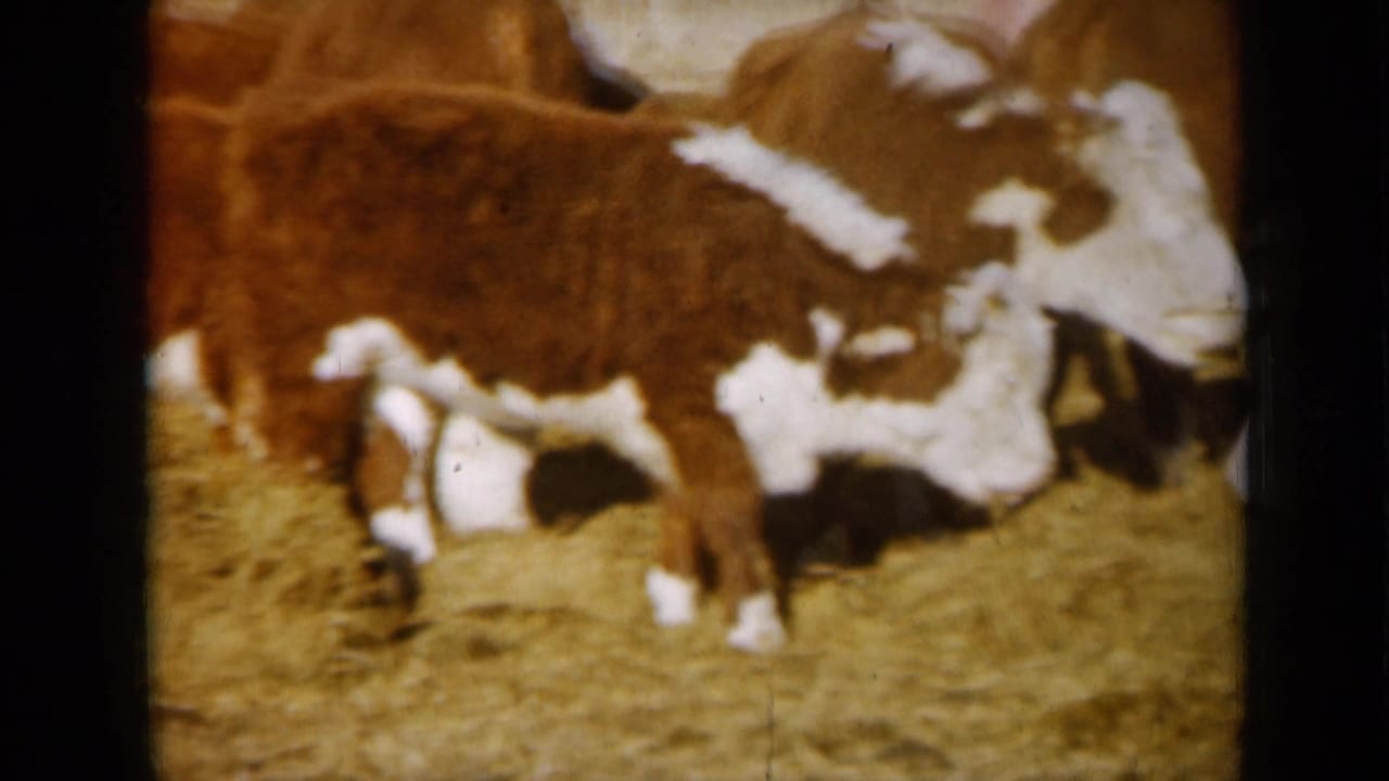 Close 8mm view of Hereford cattle feeding on hay, with soft focus and warm color from the home-movie scan.