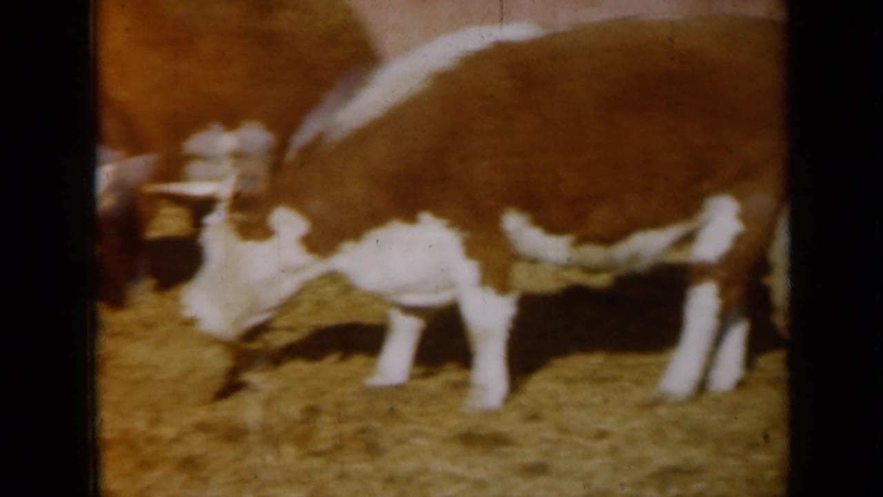 A Hereford cow lowers its head to feed in the Missouri farmyard, framed tightly by the 8mm home-movie camera.