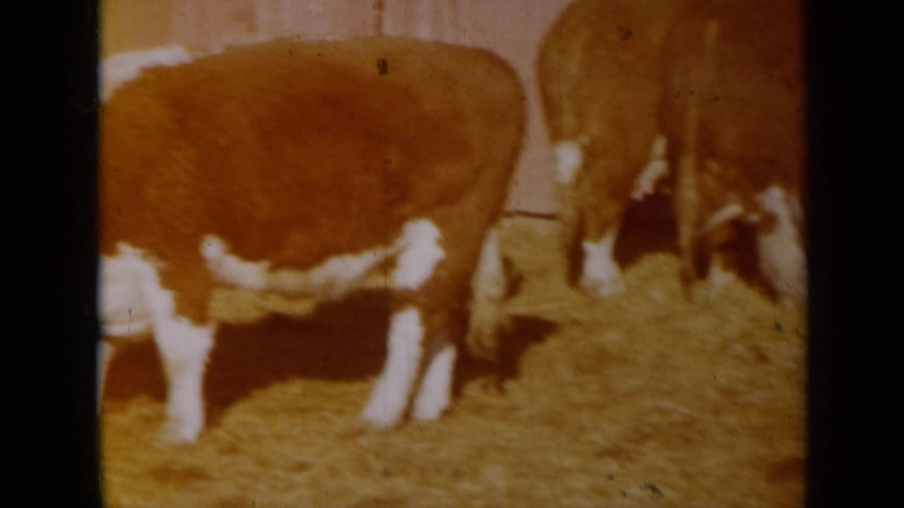 1961 Missouri 8mm frame showing brown and white cows near straw in a barn-like farm interior.