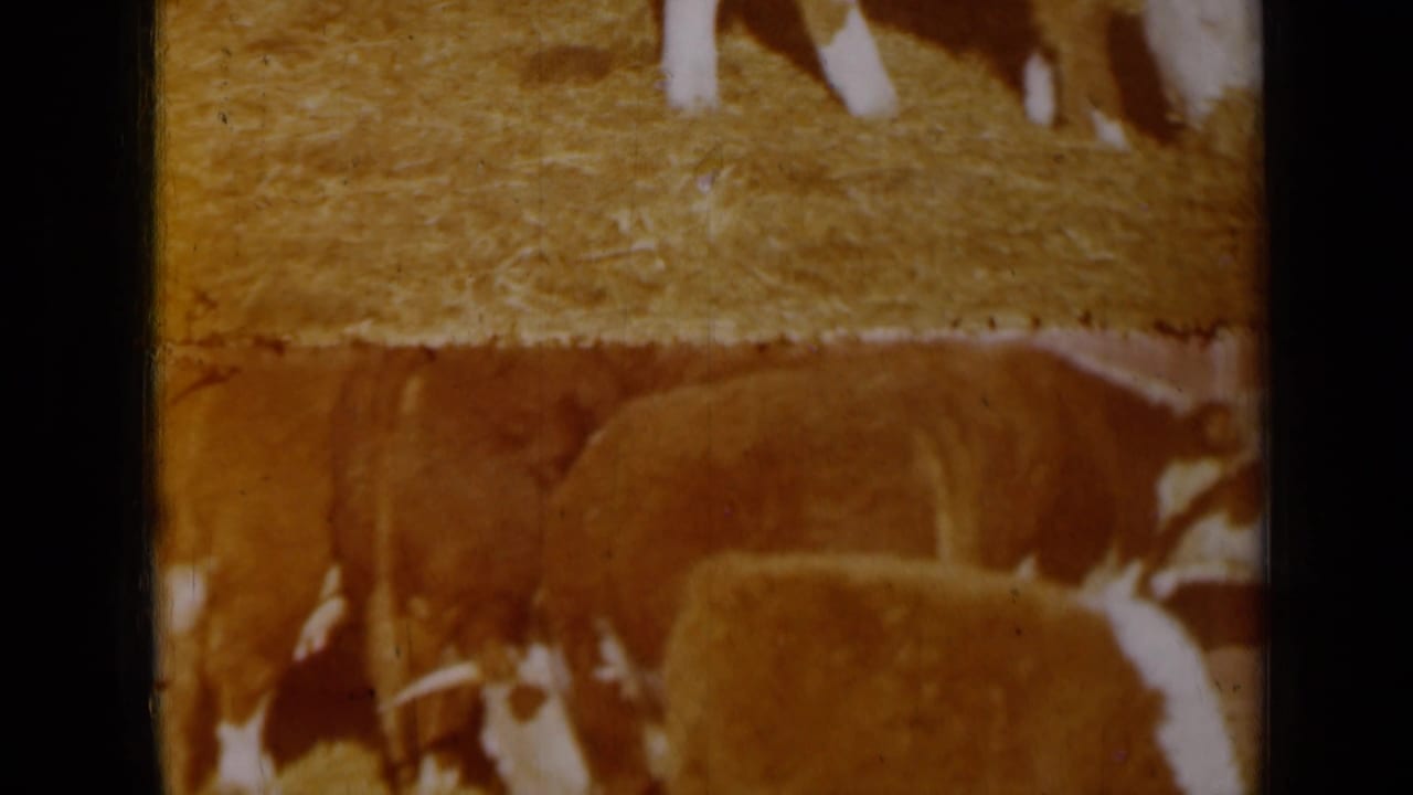 Cows and calves feeding on straw in a barn area.