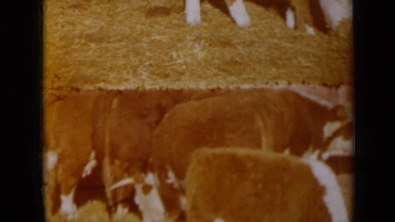Warm 8mm frame from Missouri in 1961 showing cattle crowded near straw in a barn-like feeding area.