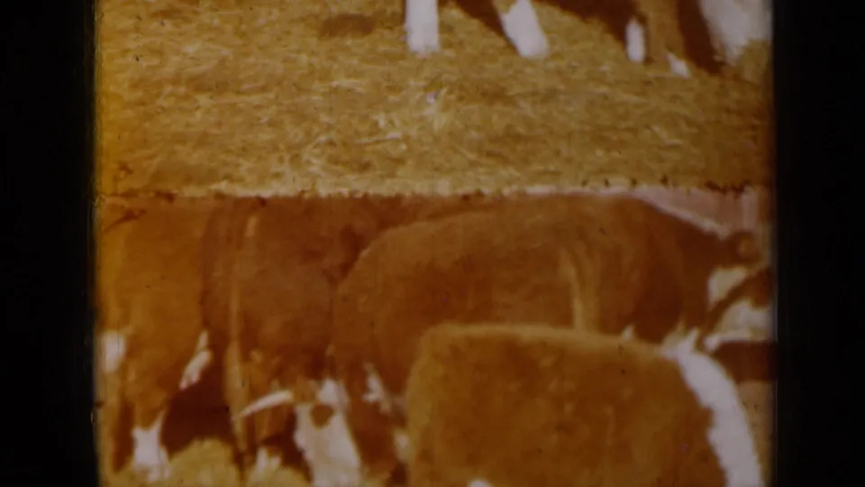 Warm 8mm frame from Missouri in 1961 showing cattle crowded near straw in a barn-like feeding area.