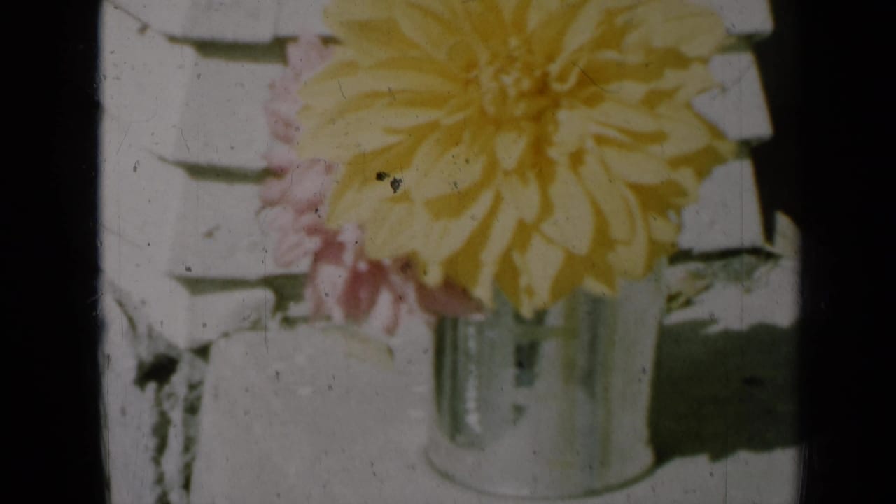 1961 Missouri 8mm frame showing a yellow dahlia-like flower and pink flowers in a chrome pot by a white wall.