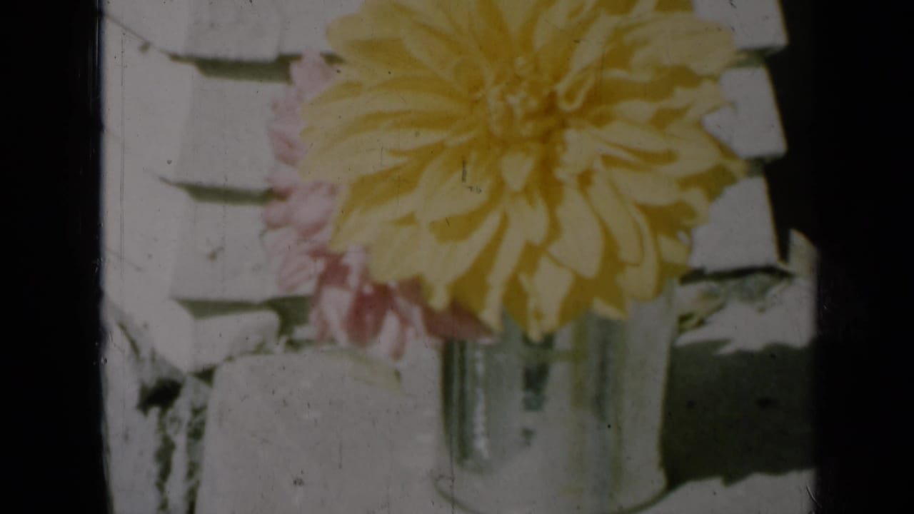 Yellow dahlia in a clear glass vase with pale siding behind it.