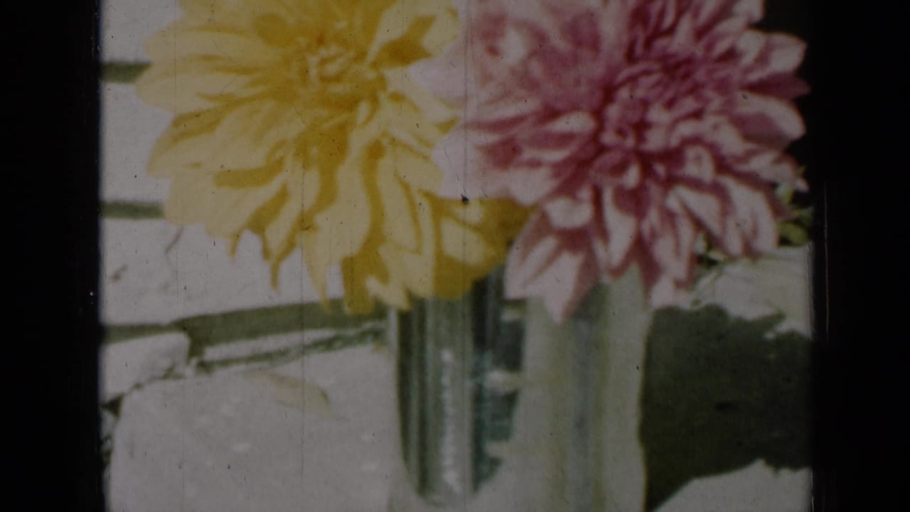 1961 Missouri home-movie frame showing yellow and pink dahlias in a clear vase, with pale siding and visible 8mm grain.