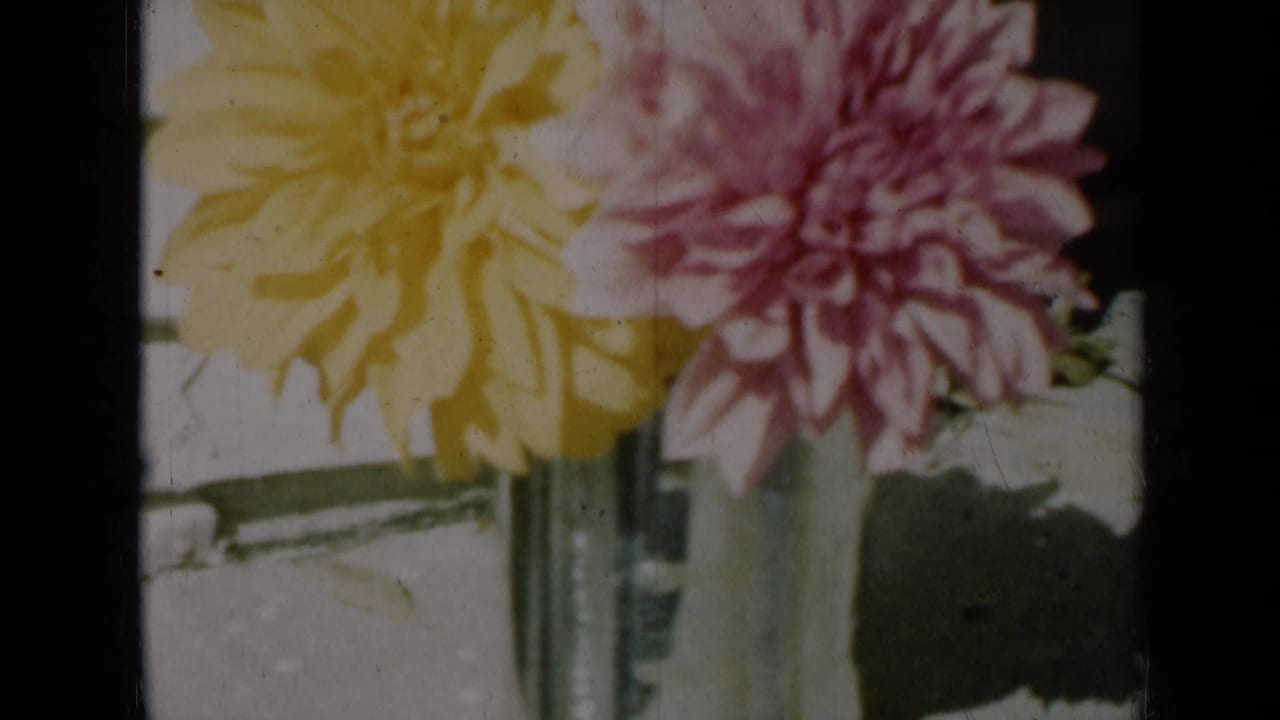 Final 1961 Missouri 8mm frame with yellow and pink dahlias overlapping in close-up near a clear vase and pale siding.