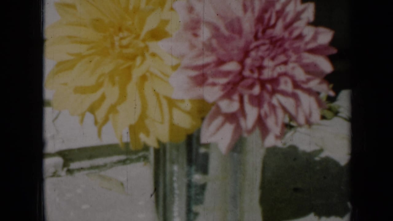 Yellow and pink dahlias in a clear glass vase on a sunlit table.