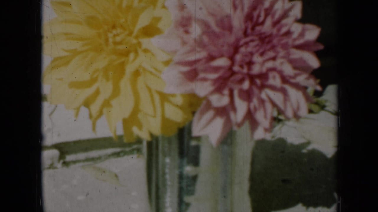 1961 Missouri home-movie frame of two dahlias in a glass vase, filmed close up with faded color and bright window light.
