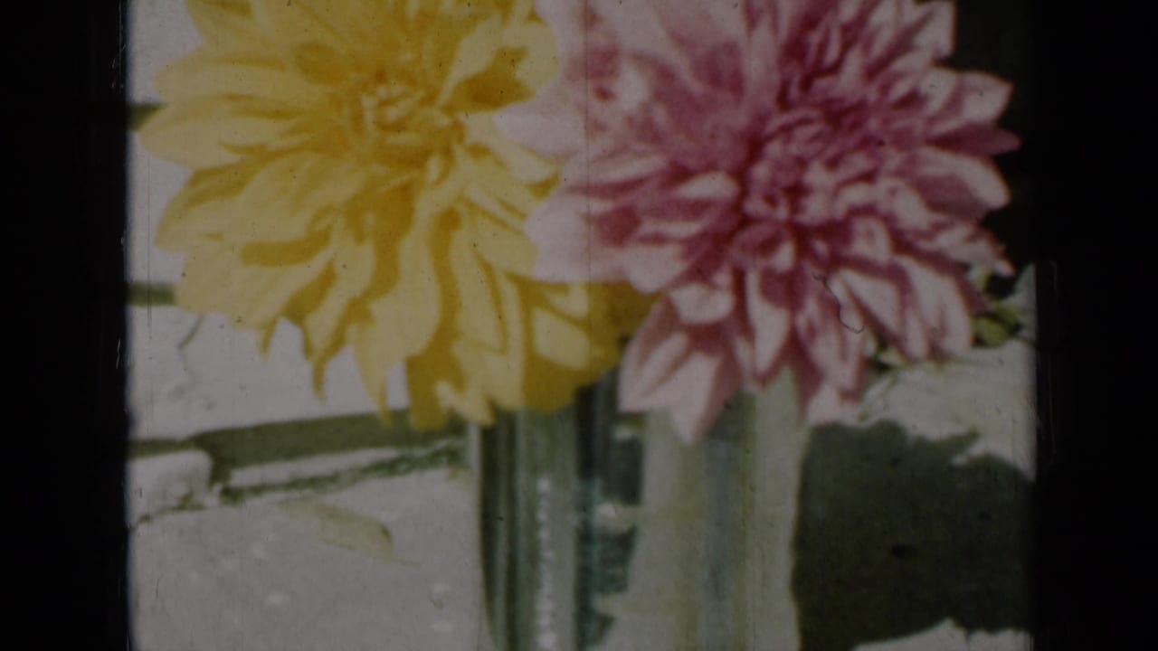 1961 Missouri 8mm frame with dahlias partly cropped at the top, a clear vase below, and sunlit table detail around it.