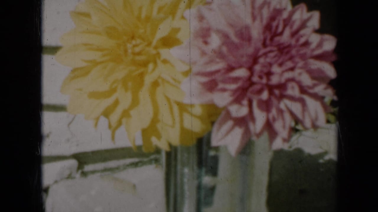 1961 Missouri home-movie frame showing sunlit dahlias in a glass vase, with visible grain, soft focus, and table shadows.