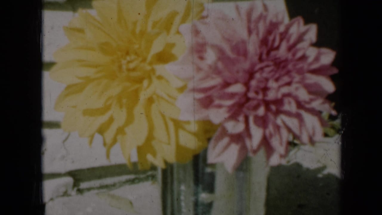 Close view of yellow and pink dahlias in a vase, from 1961 Missouri 8mm home-movie footage.