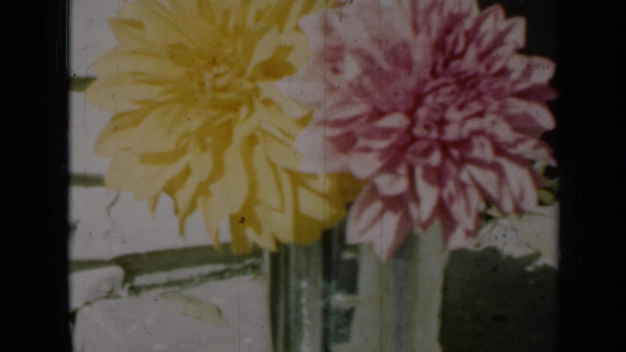 Tight 8mm view of yellow and pink dahlias in a glass vase, identified by metadata as Missouri in 1961.