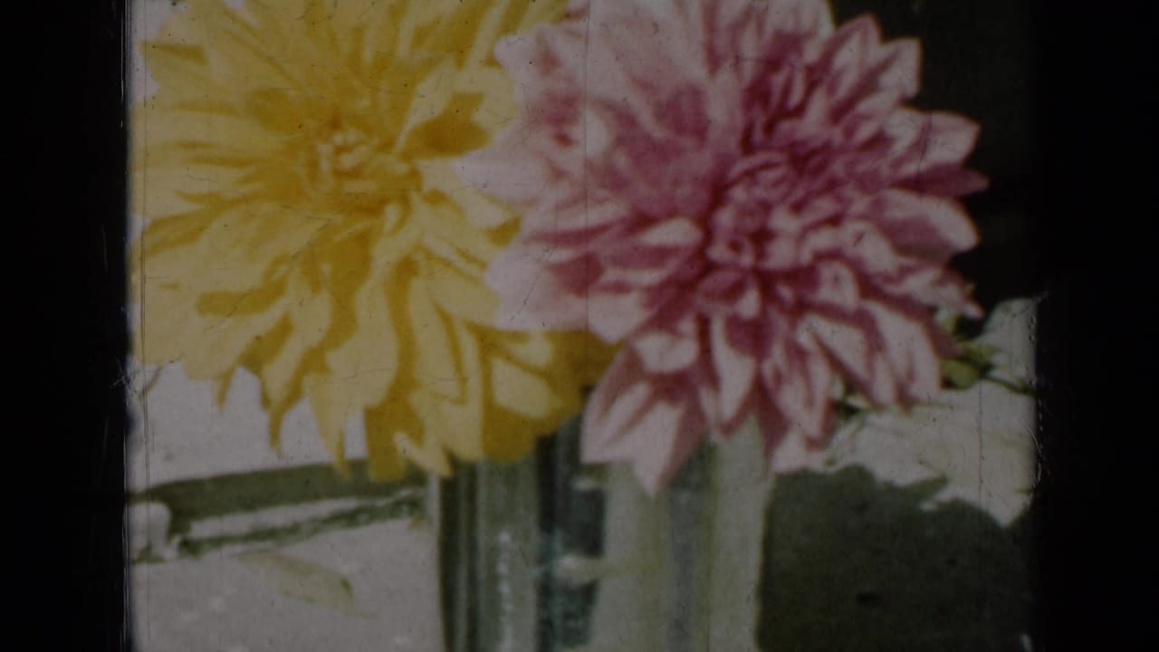 Soft close-up of dahlias in a vase, with grain and color fading from 1961 Missouri 8mm footage.
