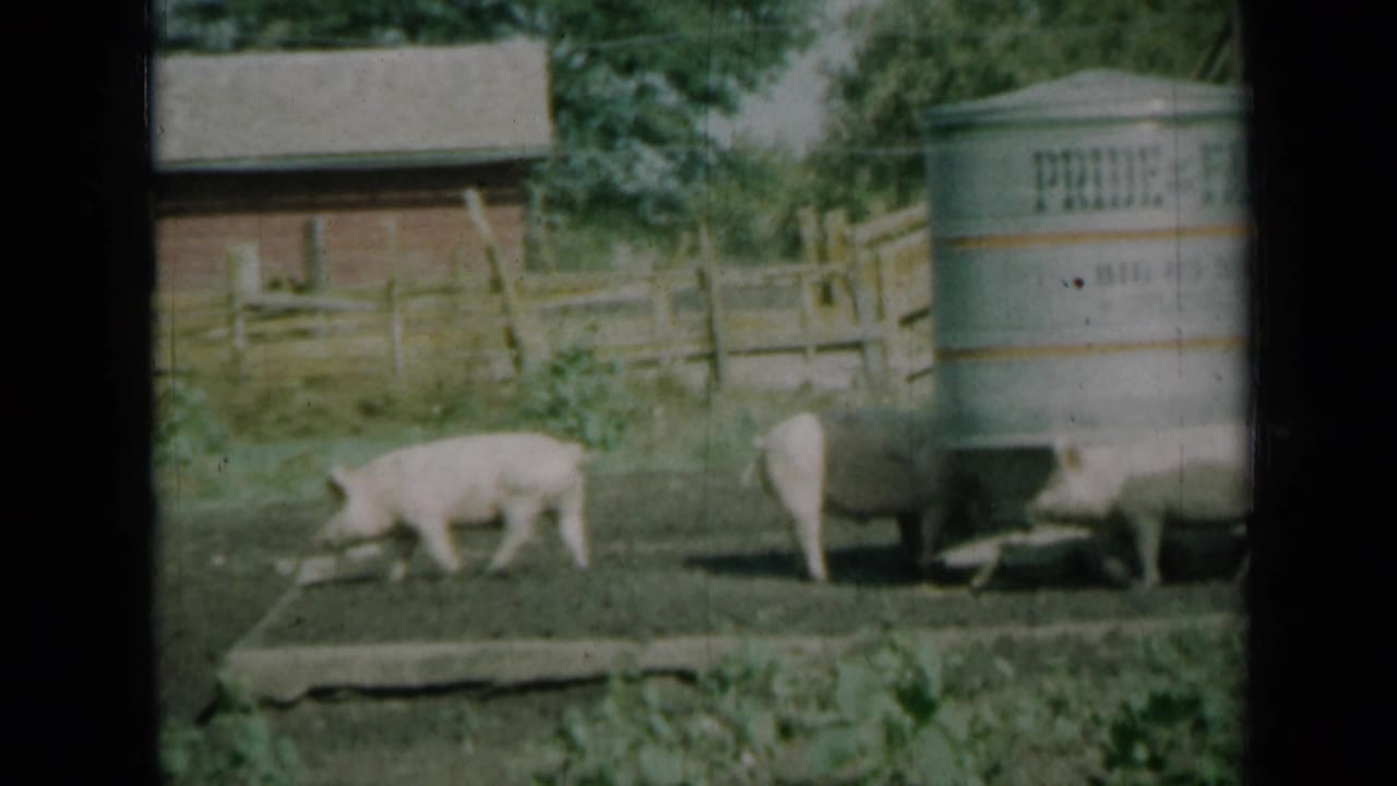Pigs move through a rural Missouri farmyard near a marked metal tank, barn, fencing, and greenery in 1961 footage.