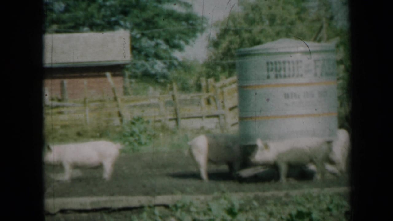 Several pigs graze or feed near a marked metal water tank in a rural Missouri farm enclosure, filmed on 8mm in 1961.