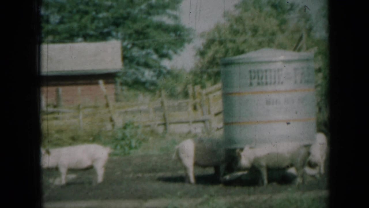 Pigs linger near a large metal farm tank in a grassy Missouri enclosure, with wooden fencing and trees visible behind them.