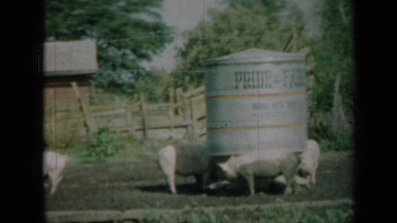 A group of pigs gathers at the base of a marked metal water tank in a 1961 Missouri farm scene shot on 8mm film.
