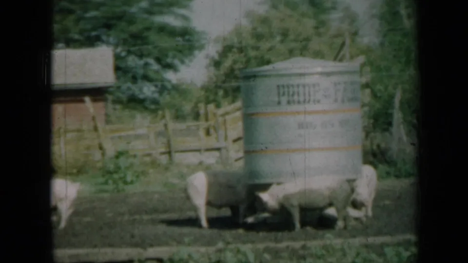 A group of pigs gathers at the base of a marked metal water tank in a 1961 Missouri farm scene shot on 8mm film.