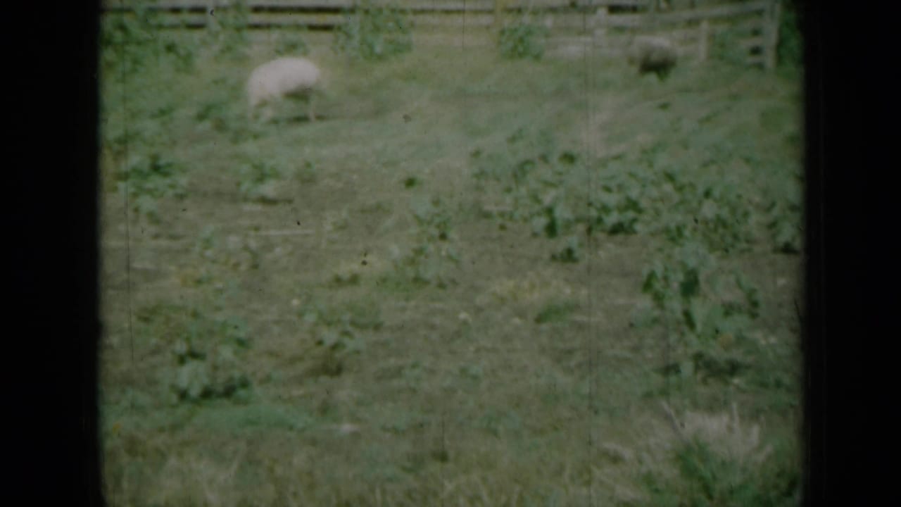 Pigs appear farther back in a grassy Missouri farm pen, with fencing and vegetation visible in the soft 8mm frame.