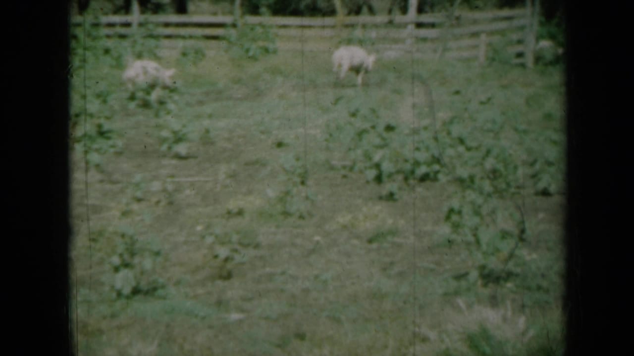 1961 Missouri farm footage shows pigs scattered in a grassy field near a wooden fence.