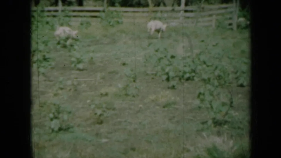 1961 Missouri farm footage shows pigs scattered in a grassy field near a wooden fence.