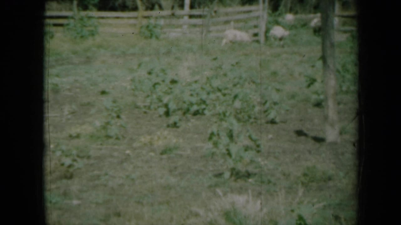 Pigs appear in a fenced grassy pasture with low plants in the foreground.