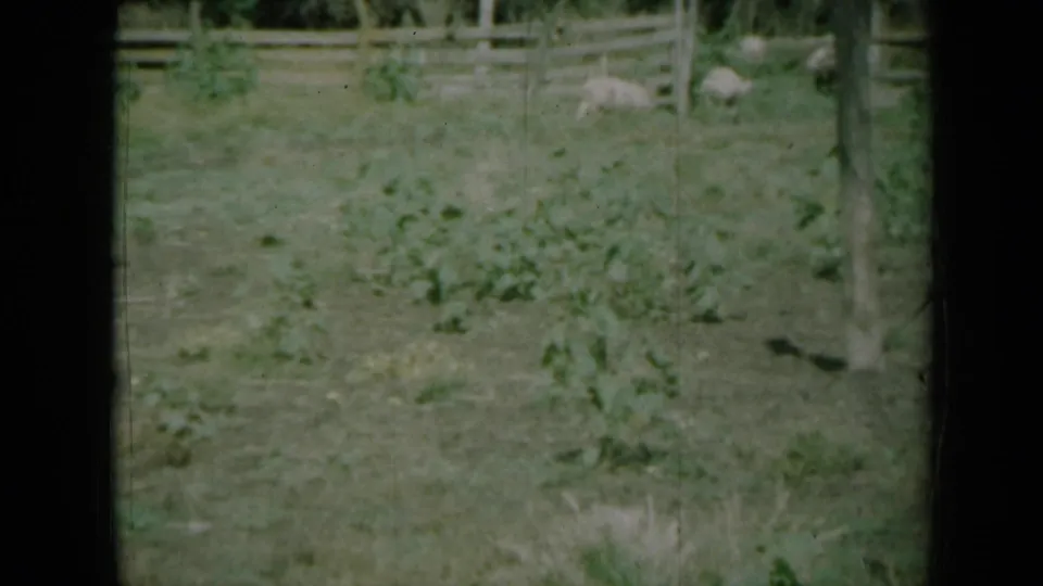Pigs graze or move across a Missouri farm pasture in soft, faded 8mm color.