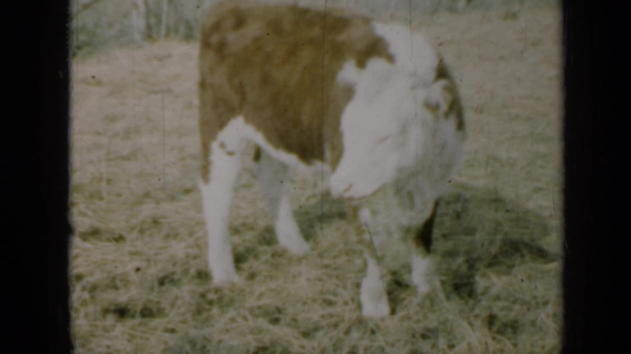 Brown-and-white calf standing in a hay-covered field.