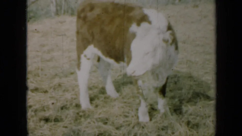 1961 Missouri 8mm frame showing a brown-and-white dairy calf standing in a field with hay or dry grass underfoot.