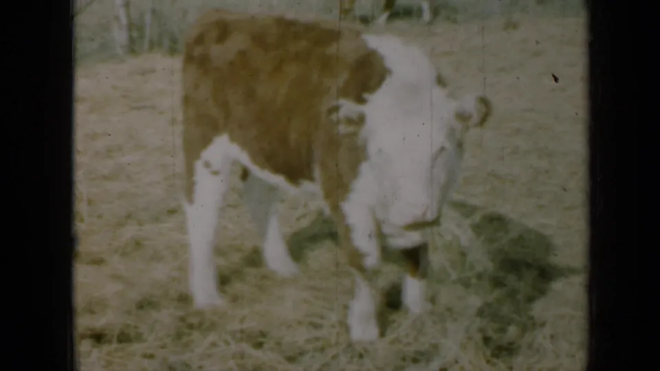 1961 Missouri 8mm frame showing a brown-and-white calf with its head lowered toward hay in a field.