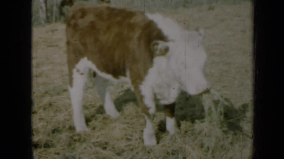 1961 Missouri 8mm frame showing a brown-and-white calf chewing or grazing beside a small pile of hay in a field.