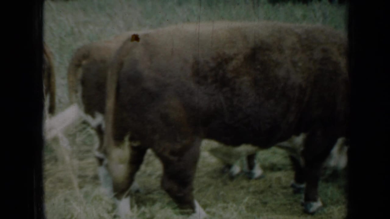 Brown cow grazing in a grassy field with another cow partly visible nearby.