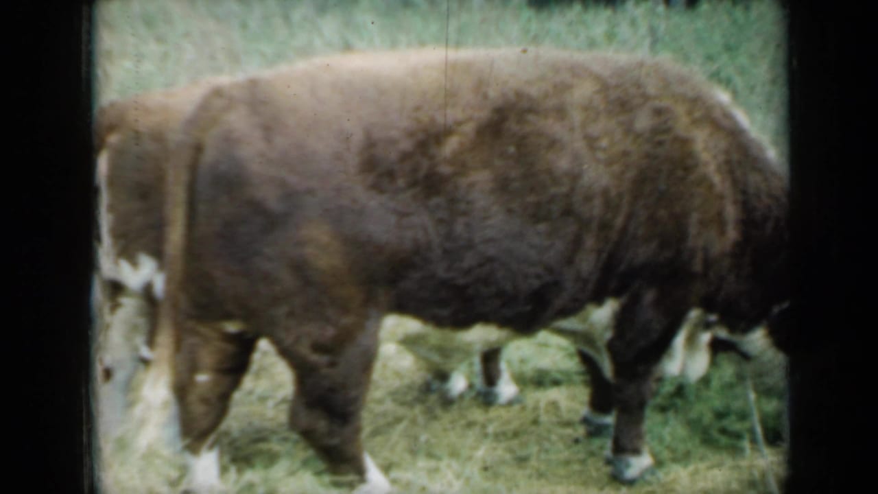 Brown cow standing side-on in grass with its head lowered to feed.