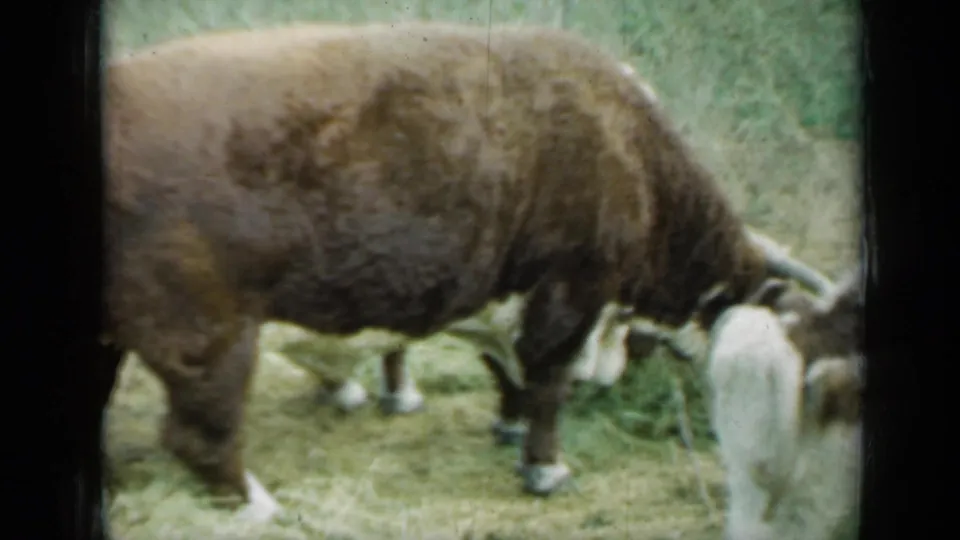 1961 Missouri 8mm frame showing a close side view of a brown cow feeding in grass, with another cow partly obscured behind it.