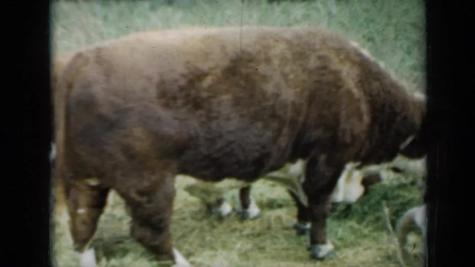 1961 Missouri 8mm frame of a brown cow grazing in a pasture, with another cow partly entering at the edge of the shot.