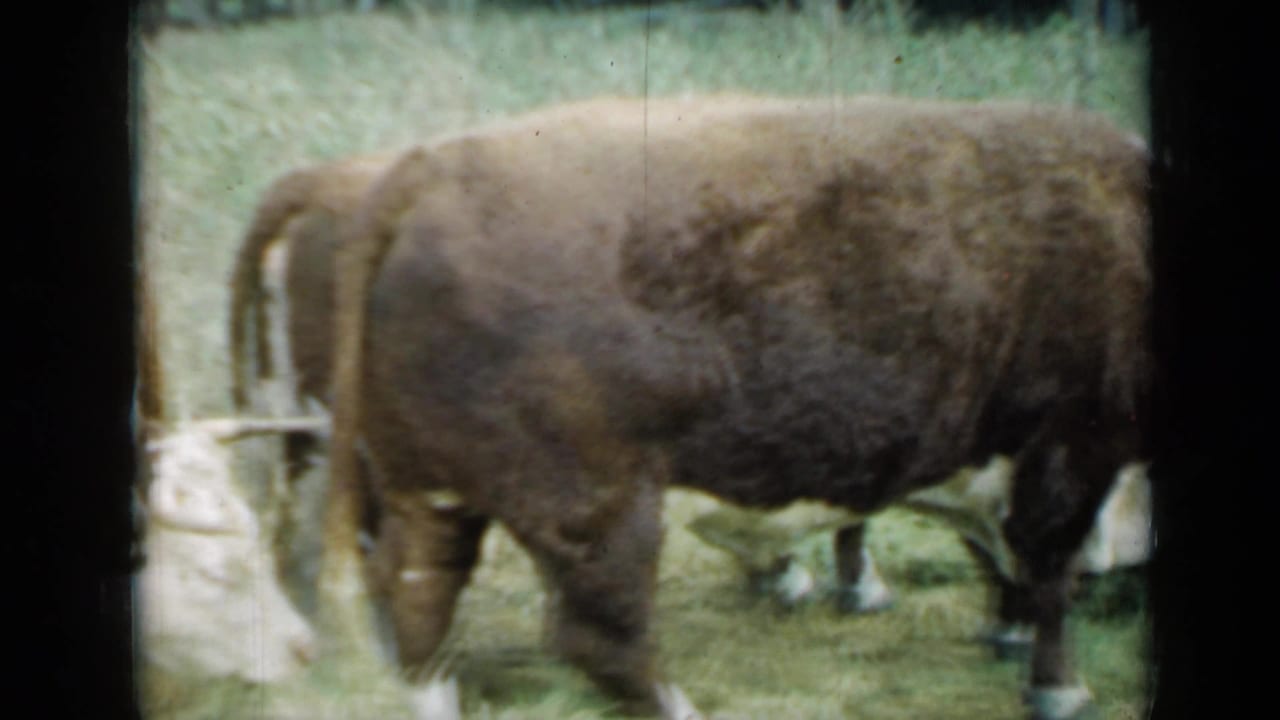 Brown and white cattle graze in a grassy pasture seen through dark 8mm frame edges.