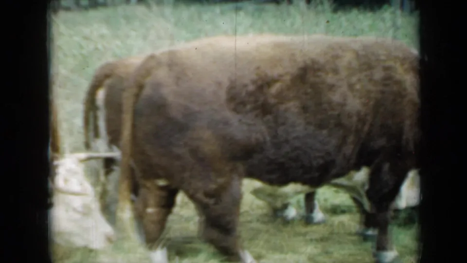 1961 Missouri 8mm home-movie frame showing cattle grazing in a sunlit grassy field with faded color and dark film borders.