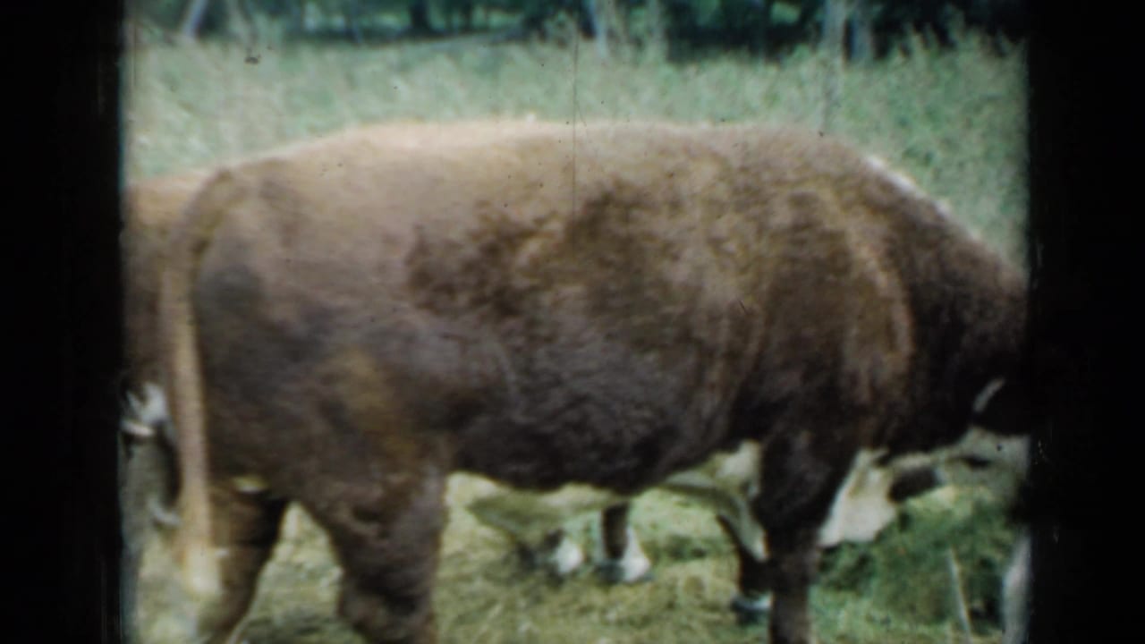 Large brown cow stands side-on while other cattle graze behind it in the field.