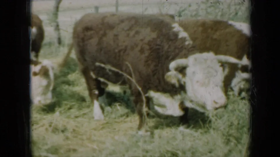 Close 1961 Missouri 8mm frame showing white-faced brown cattle grazing near the camera in a farm pasture.
