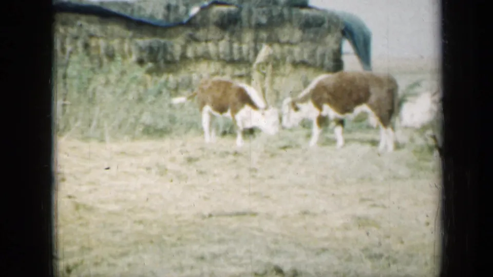 Wide 1961 Missouri 8mm home-movie frame showing cattle grazing across a pale field with a low stone wall in the background.