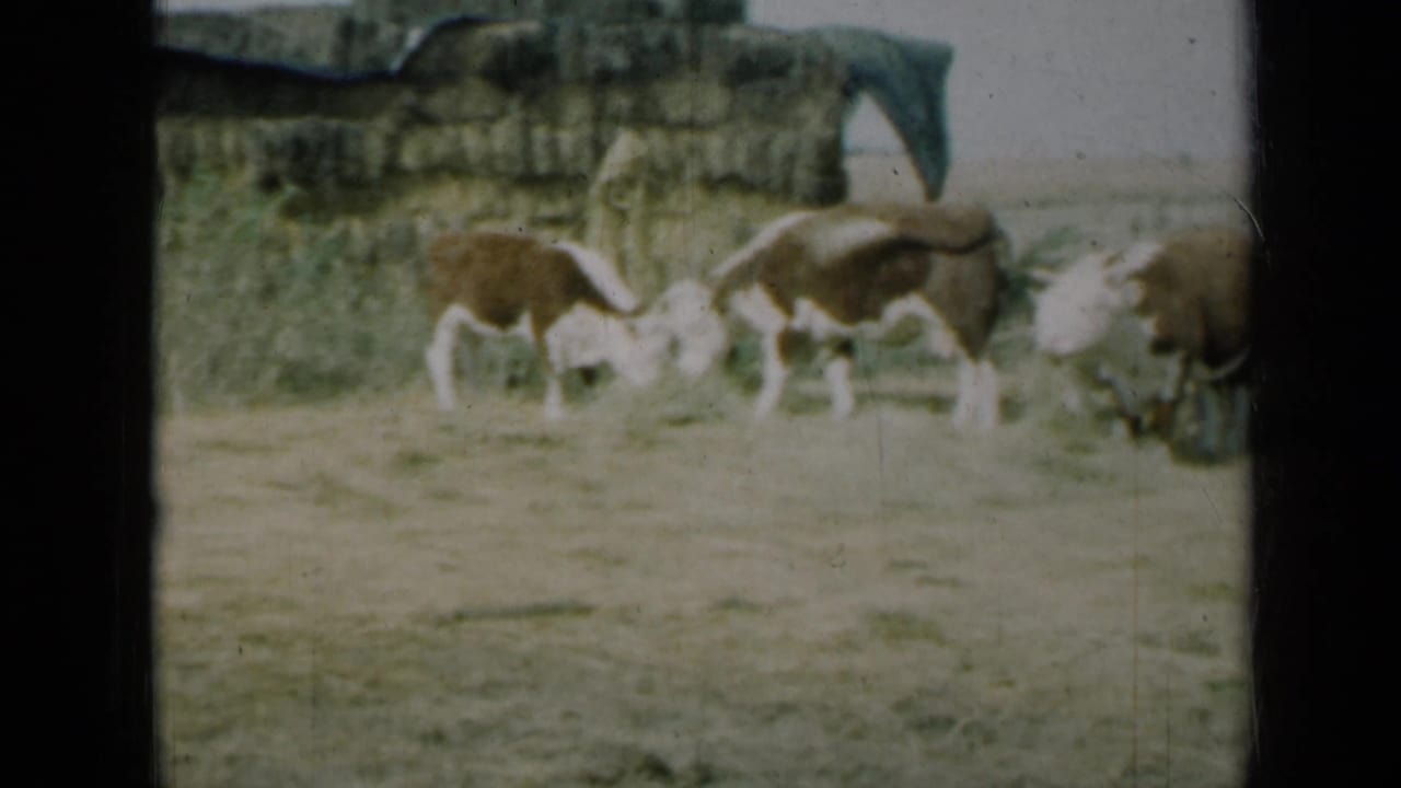 1961 Missouri 8mm frame showing brown and white cattle feeding on scattered hay in an open field beside a low stone wall.