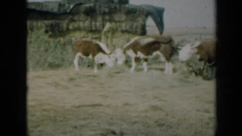 1961 Missouri 8mm frame showing brown and white cattle feeding on scattered hay in an open field beside a low stone wall.