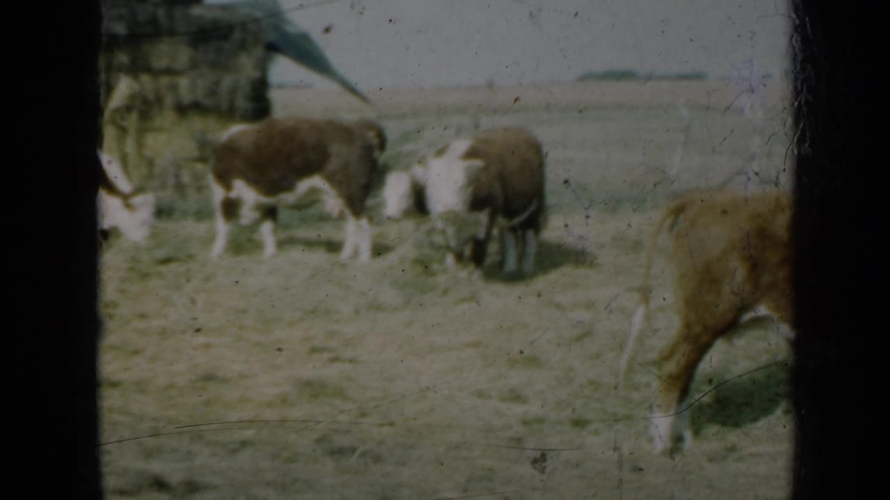 Several cattle feed near a stone wall, with another cow partly visible at right.