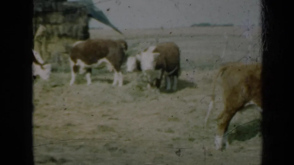 1961 Missouri 8mm frame with cattle feeding in an open pasture near a rustic wall and a partially visible cow at the frame edge.