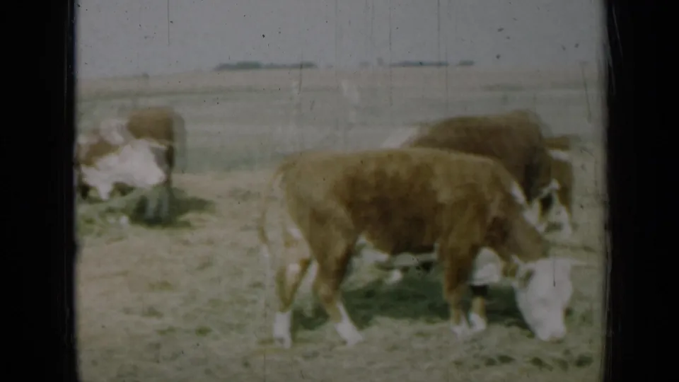 1961 Missouri home-movie frame showing brown and white cows clustered around feed on dry grass with open land behind them.