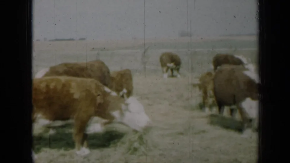 1961 Missouri 8mm frame with cattle feeding in the foreground and additional cows dispersed across an open rural field.