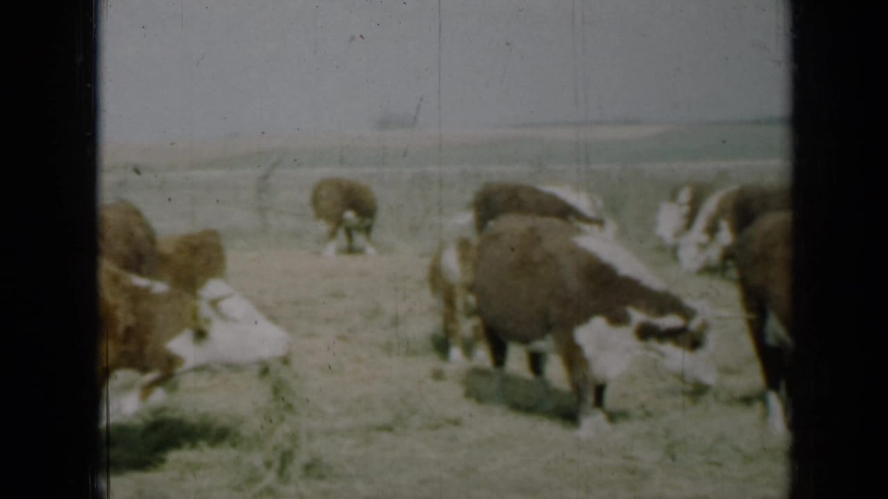 Brown-and-white cows grazing in a dry open field with a flat horizon.