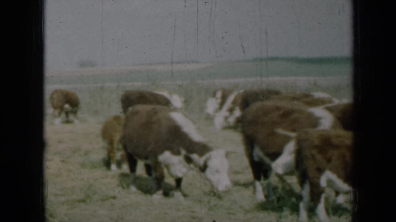 1961 Missouri home-movie frame of cattle grazing close to the camera in a dry rural field.