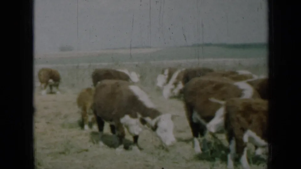 1961 Missouri home-movie frame of cattle grazing close to the camera in a dry rural field.